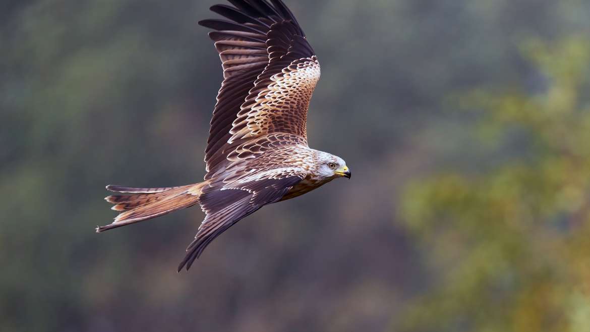 Red Kites at Gigrin Farm with an Elan Valley Escape